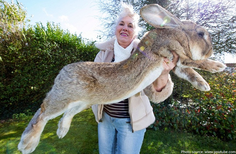 worlds largest rabbit