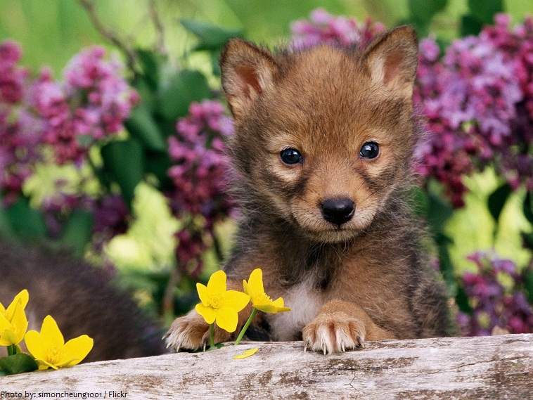 coyote pup