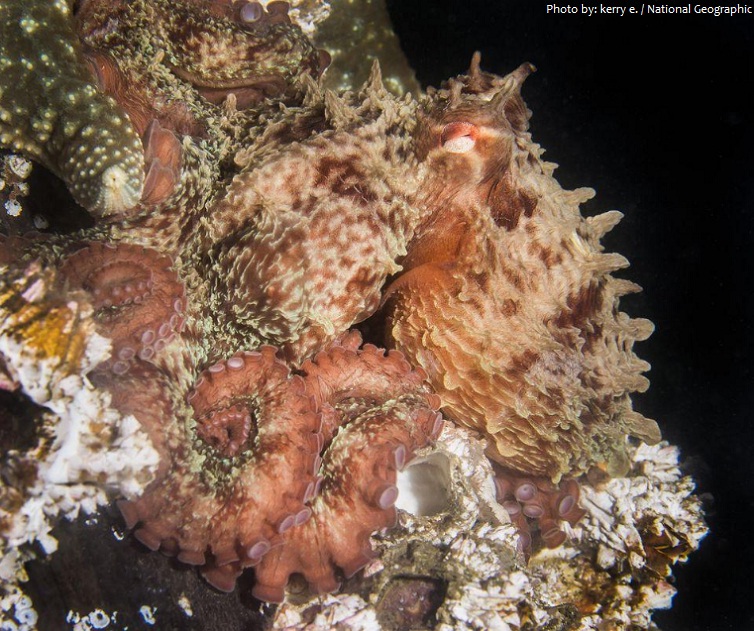octopus camouflage