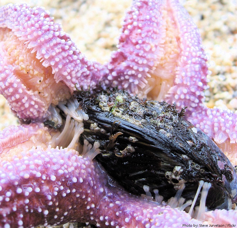 starfish eating