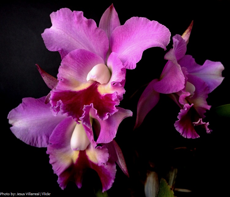 flor de mayo orchid