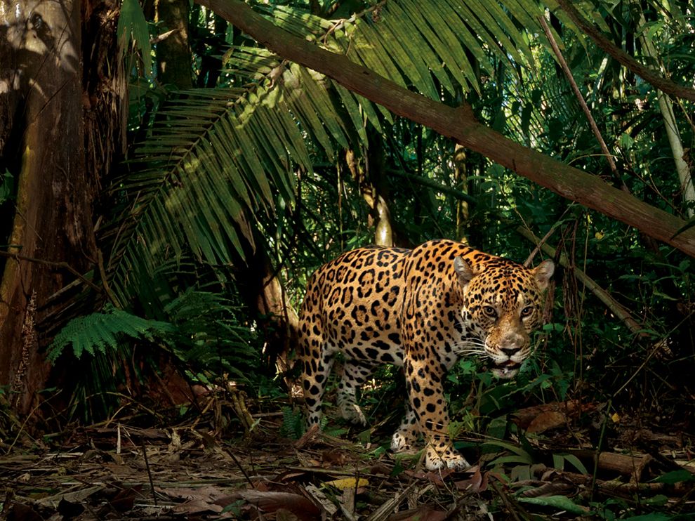 Interesting Facts About Jaguars Just Fun Facts