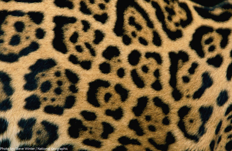 jaguar coat