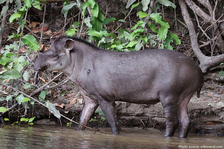 kabomani tapir