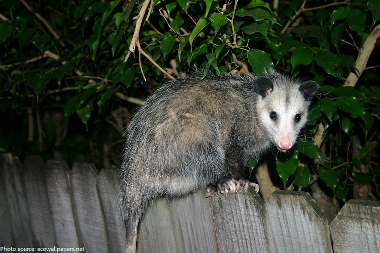 opossum-3