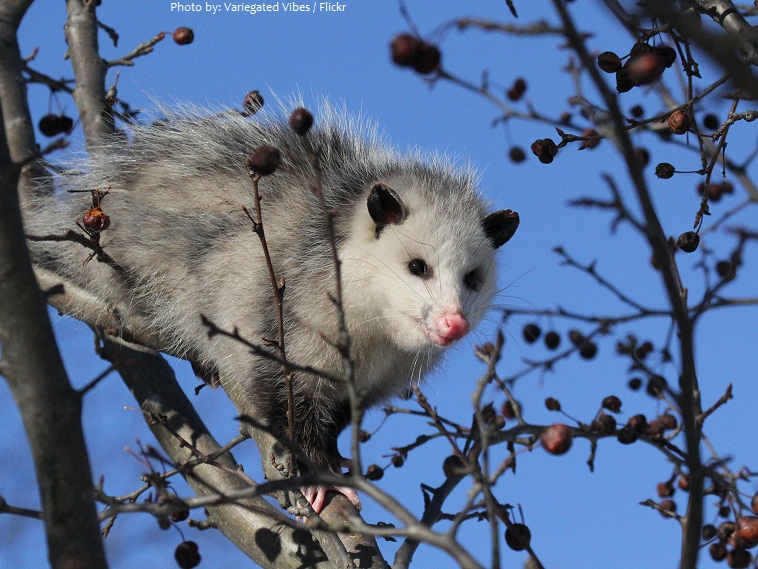 opossum climbing tree