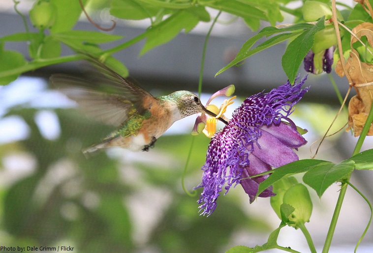 passiflora hummingbird