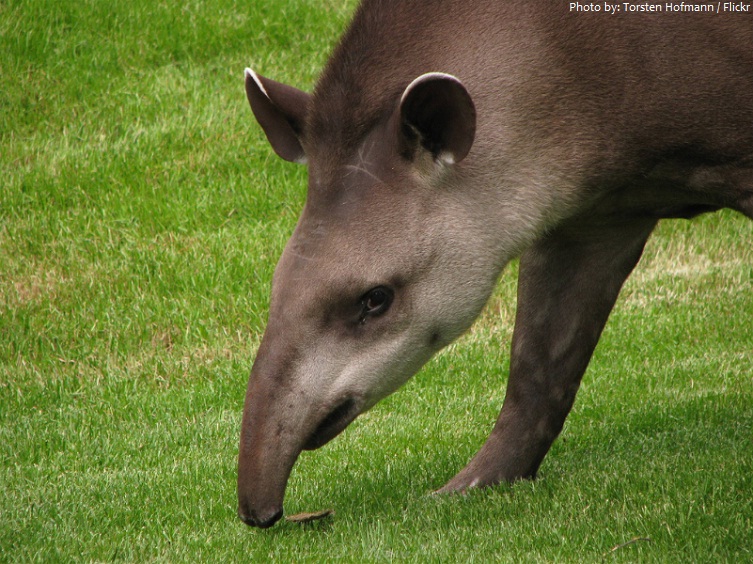 tapir snout