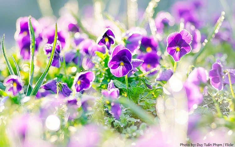 violets-2