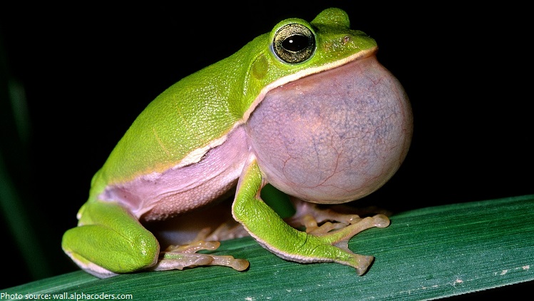 frog-3
