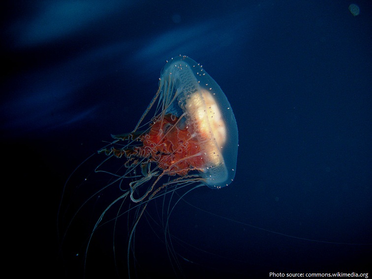 jellyfish bioluminescent