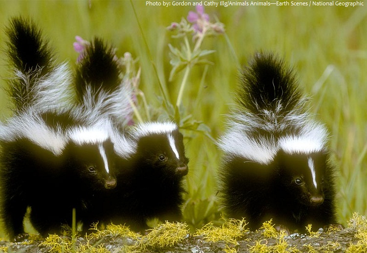 skunk babies
