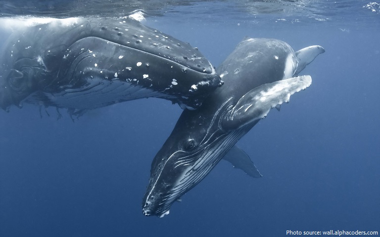 whale mother and baby