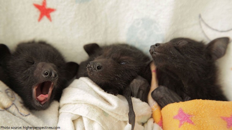 bat babies