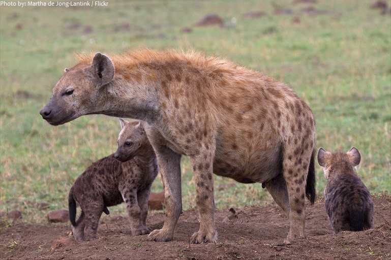 hyena mother and cubs