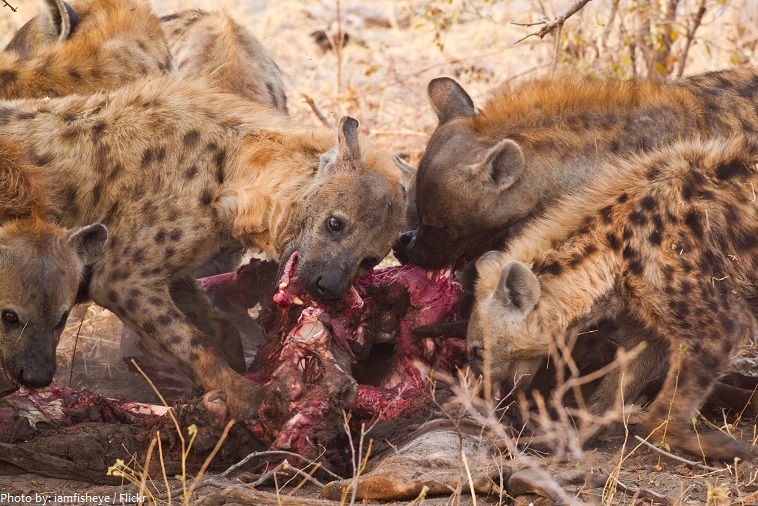 hyenas eating