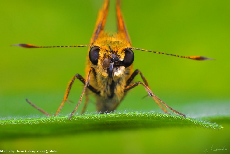 insect close up