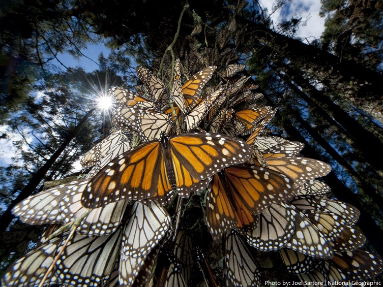 monarchs in mexico