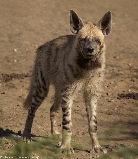 striped hyena