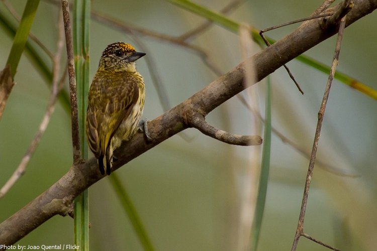 bar-breasted piculet