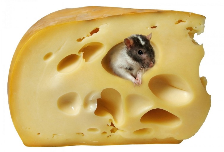 cheese and mouse