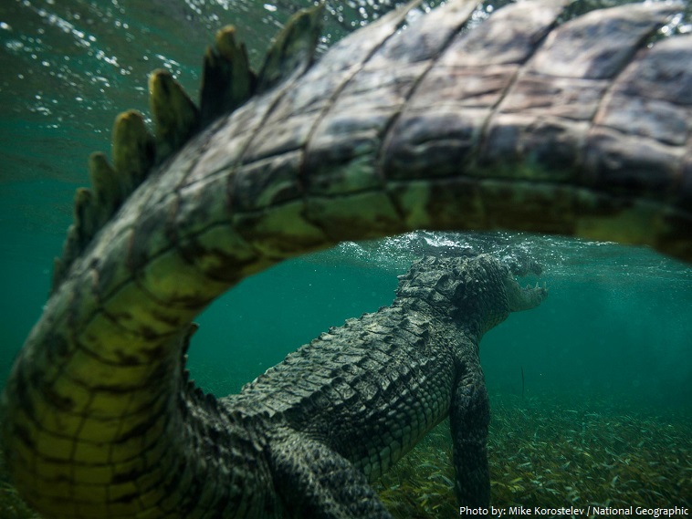 crocodile underwater
