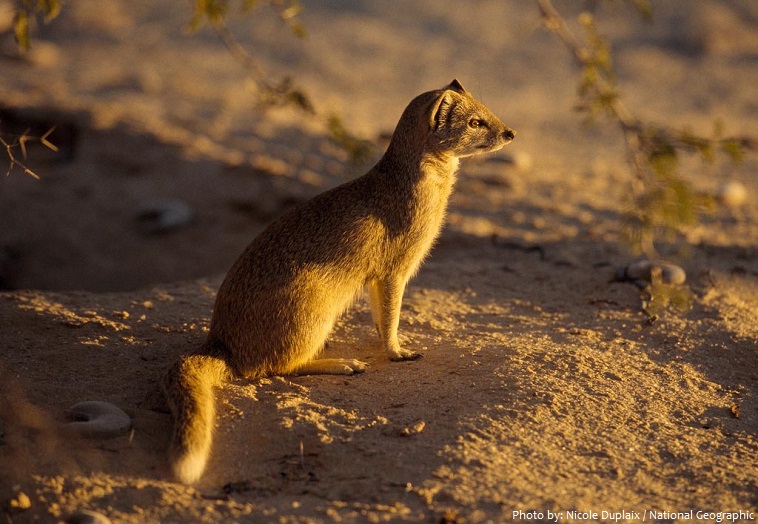 Interesting facts about mongooses | Just Fun Facts