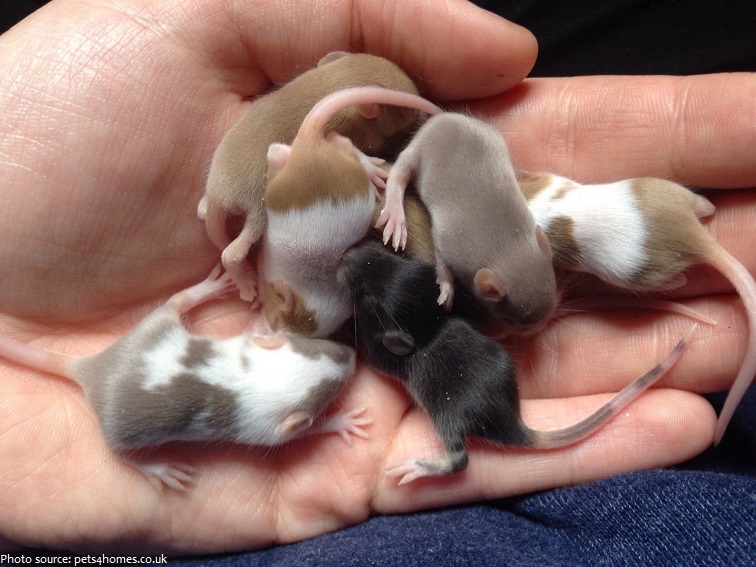 mouse babies