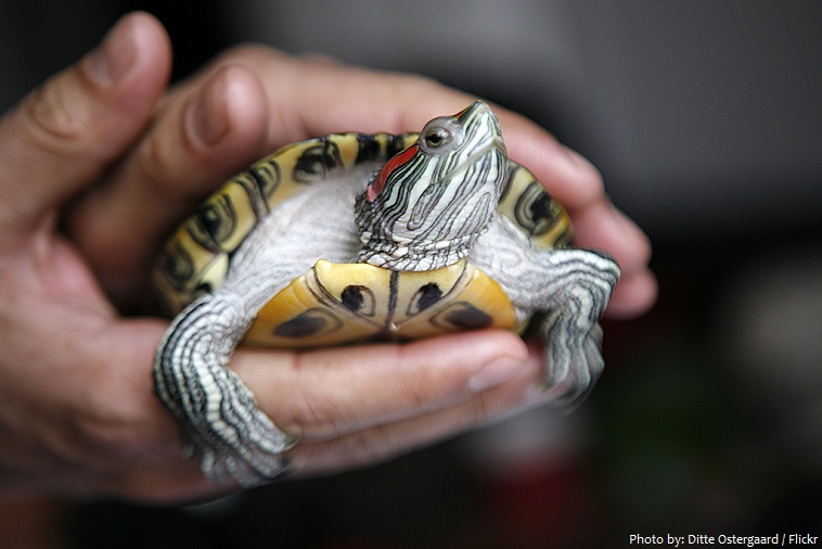 turtle pet