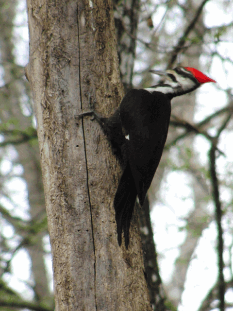 woodpecker-peck