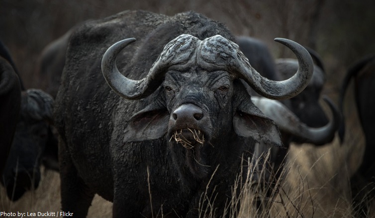 african-buffalo-2