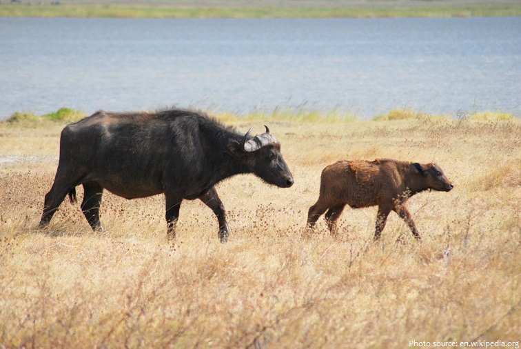 african buffalo mother and calf