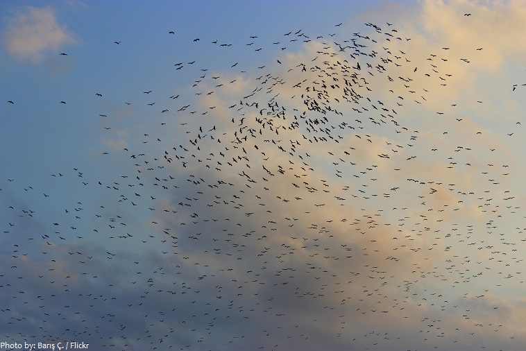 migration of storks