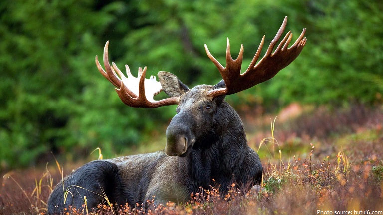 All about Alaska State Animal: MOOSE - Caleb's State Project- All about  Alaska