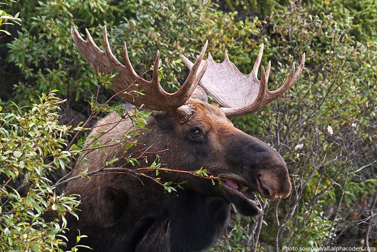 All about Alaska State Animal: MOOSE - Caleb's State Project- All about  Alaska