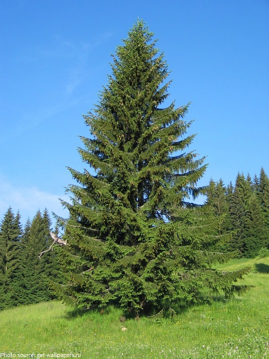 spruce-trees-3