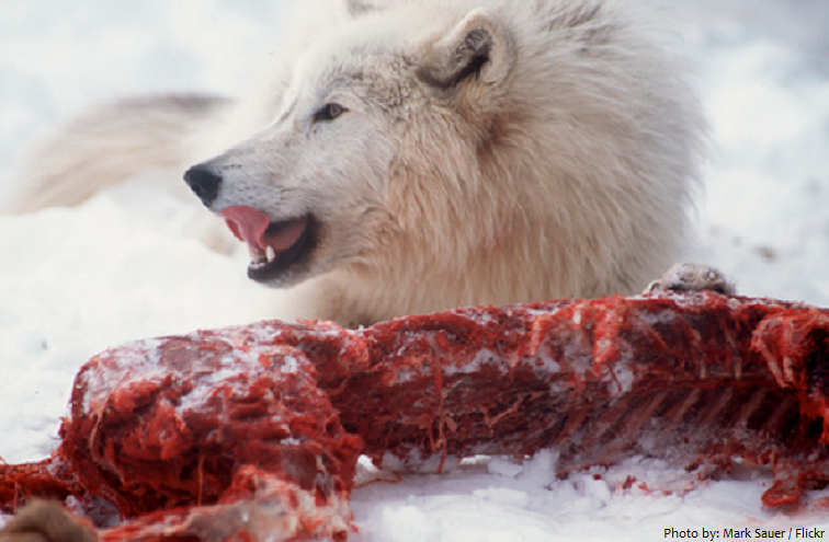 arctic wolf eating
