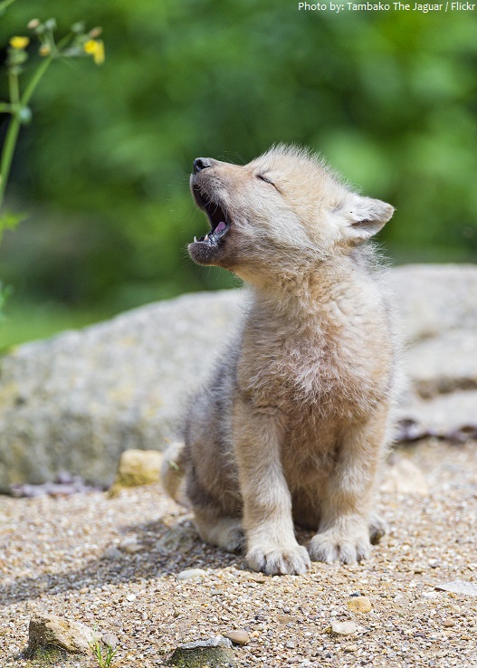 arctic wolf pup