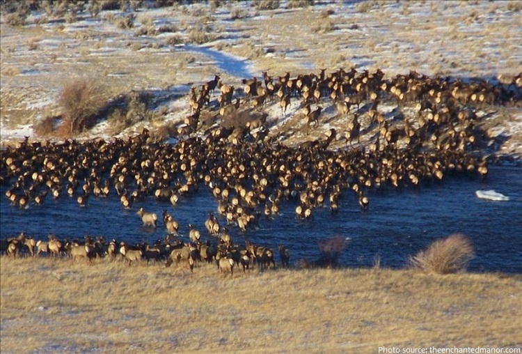 elk migration yellowstone