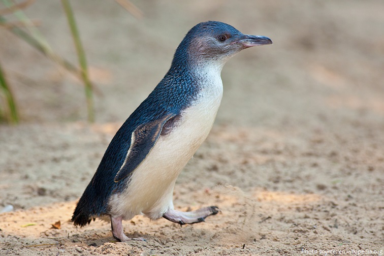 little blue penguin