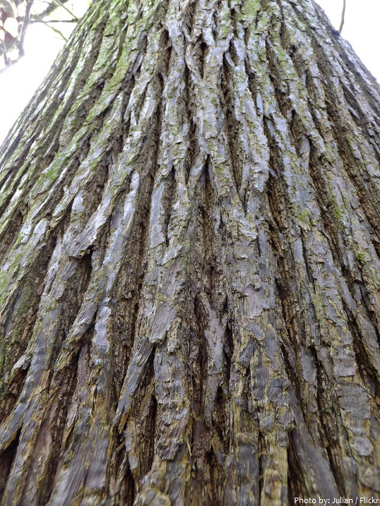 chestnut tree bark