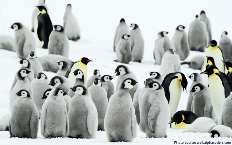 emperor penguins crèche