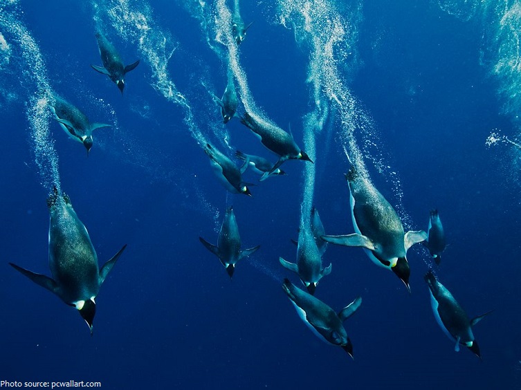 emperor penguins swimming