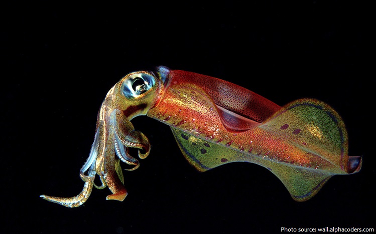 squid-2