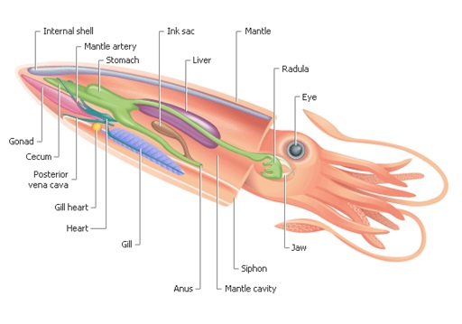 squid anatomy