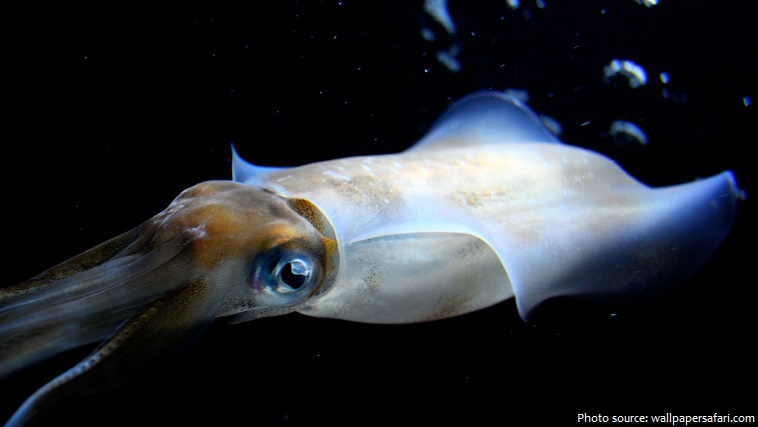 squid swiming
