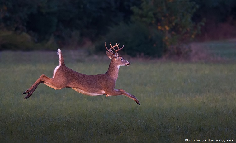 white tailed deer running