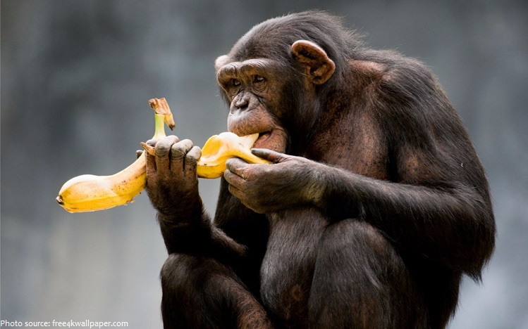 chimp eating