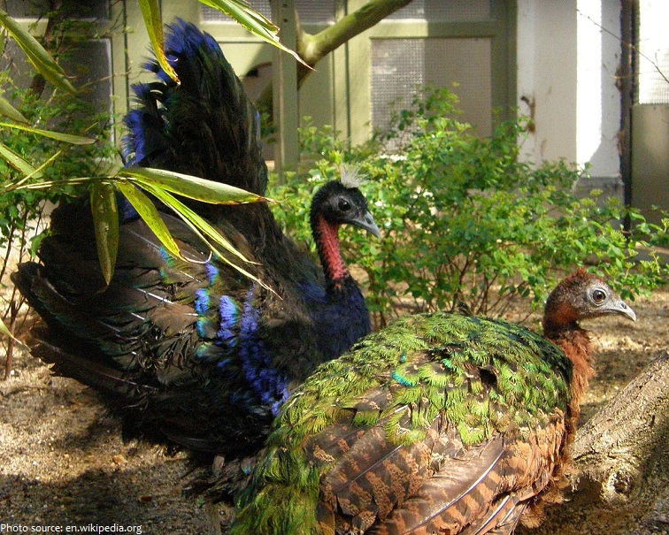 congo peacock and peahen