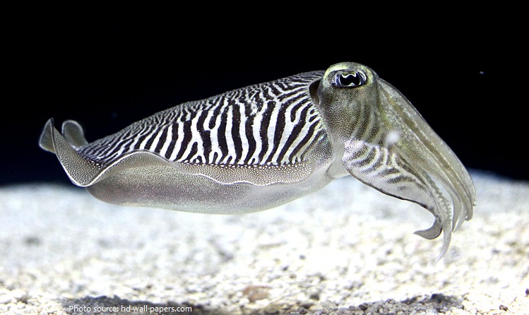 cuttlefish swiming
